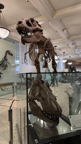 アメリカ自然史博物館　恐竜骨格の展示